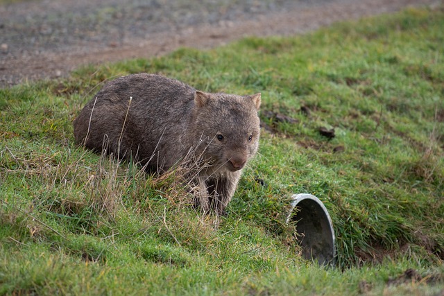 drain-cleaners-640x480-27280662.jpeg