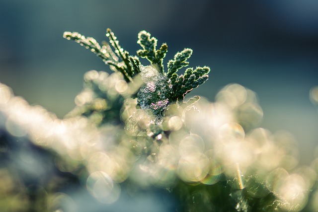 Frozen Pipes