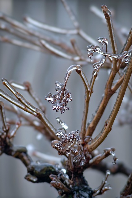 Frozen Pipes